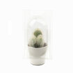 Kraft Saksı Kaktüs Q5.5 - Görsel 4