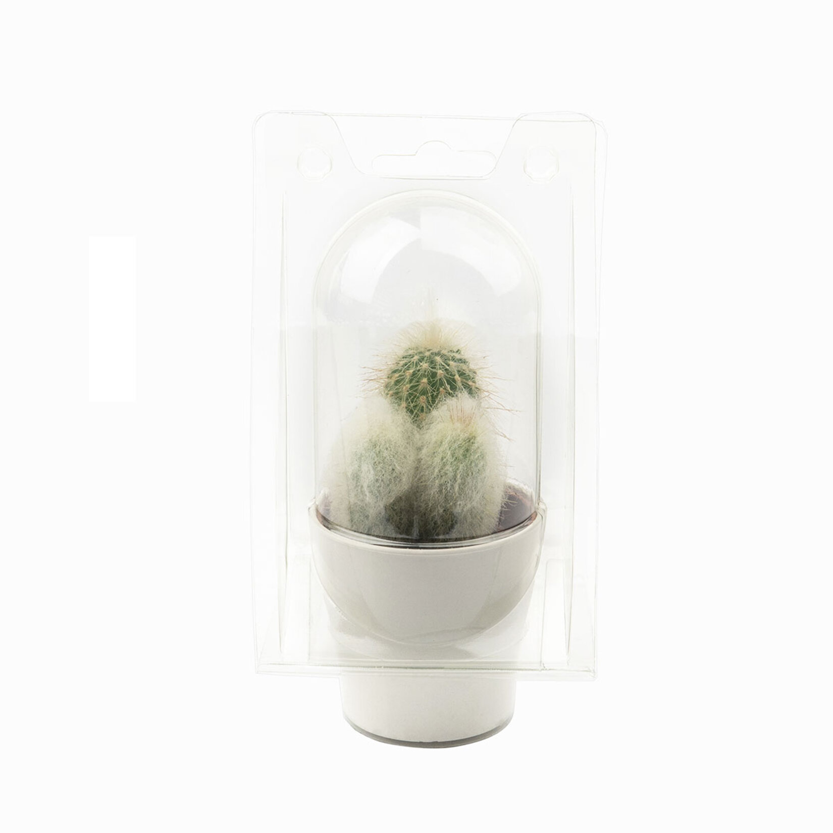 Kraft Saksı Kaktüs Q5.5 - Görsel 4