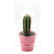Kraft Saksı Kaktüs Q5.5 - Görsel 2