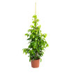Benjamin (Ficus Daniella) 105 Cm - Görsel 2