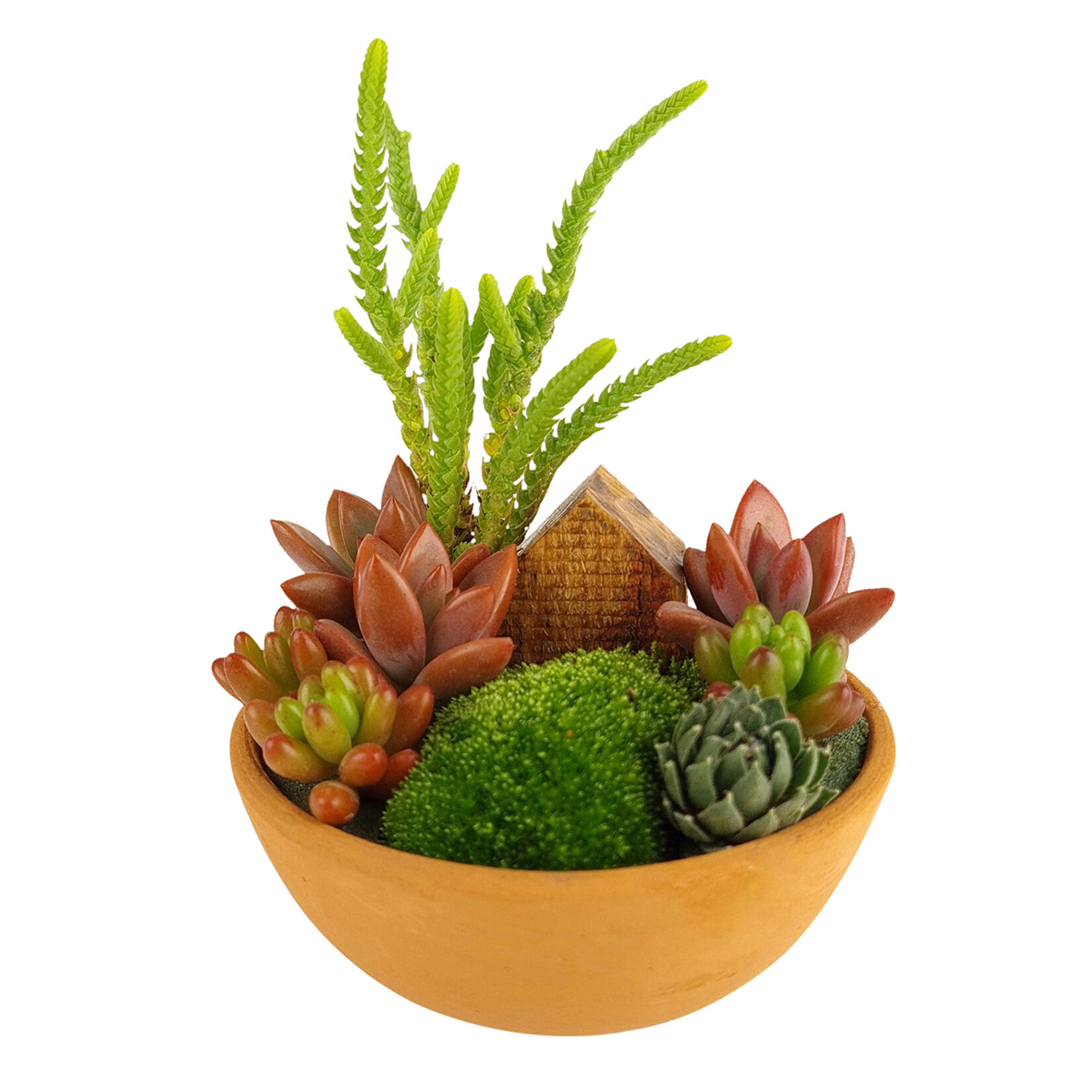 Ecoplant Mix Aranjman Q14