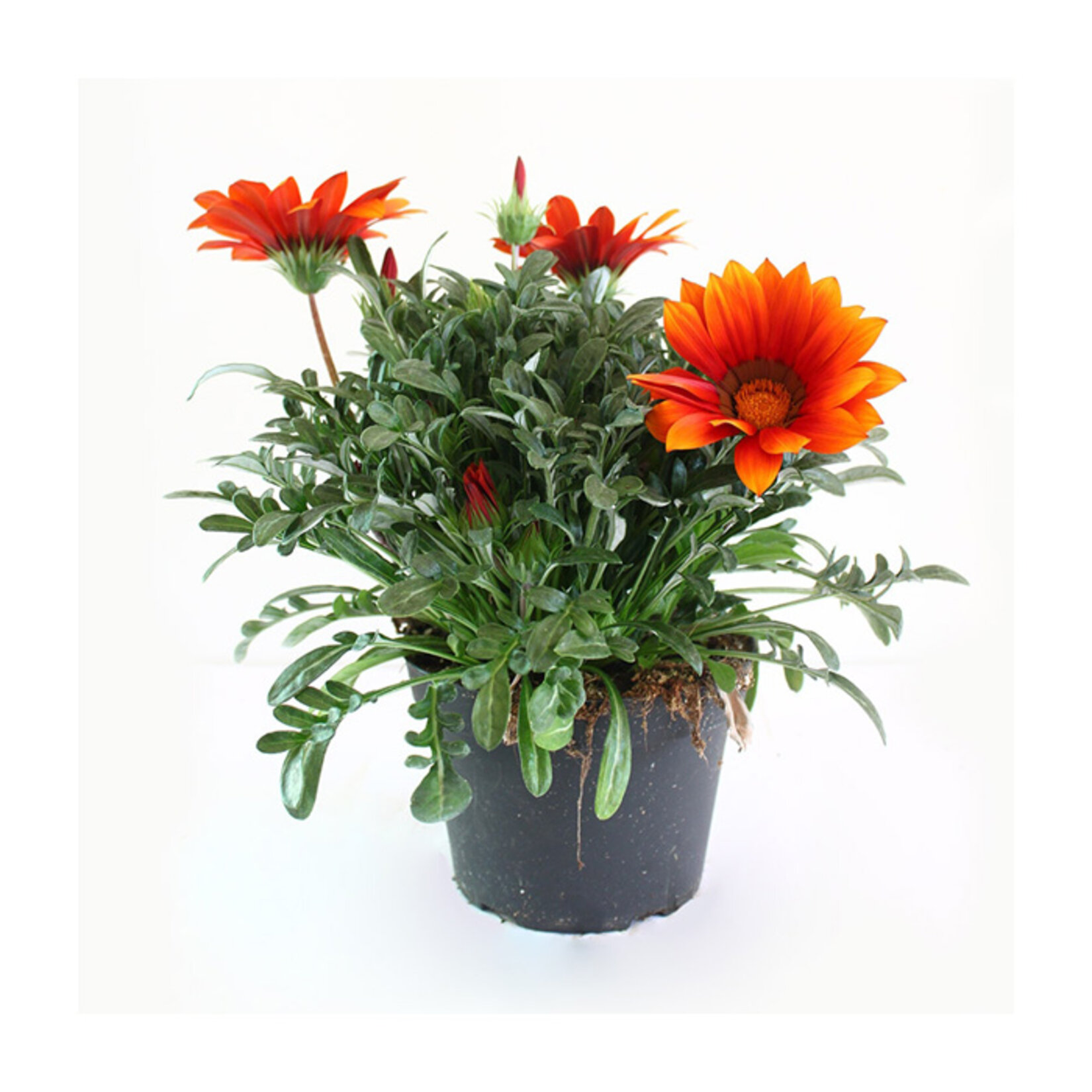 Gazania