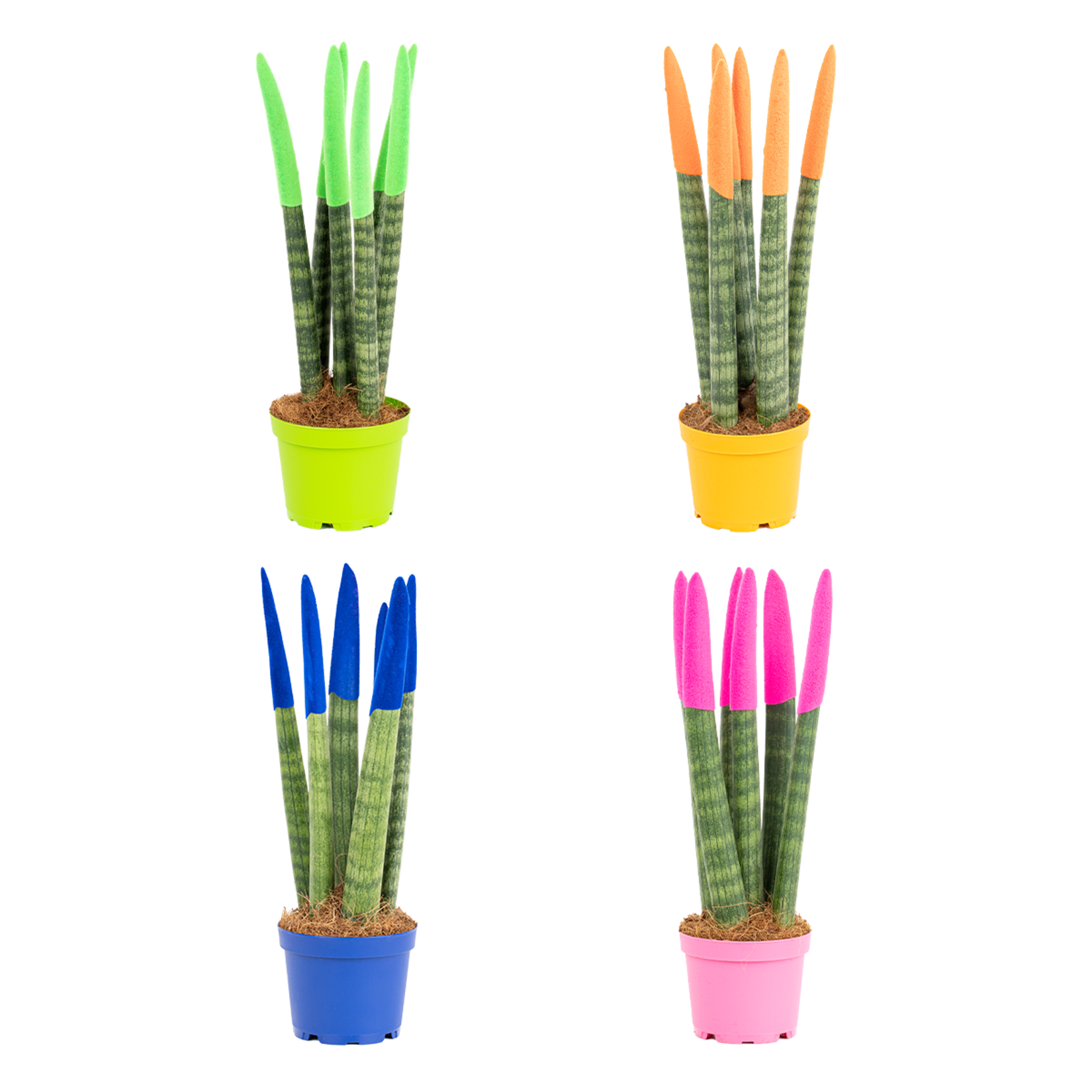 Renkli Sanseveria - Görsel 1