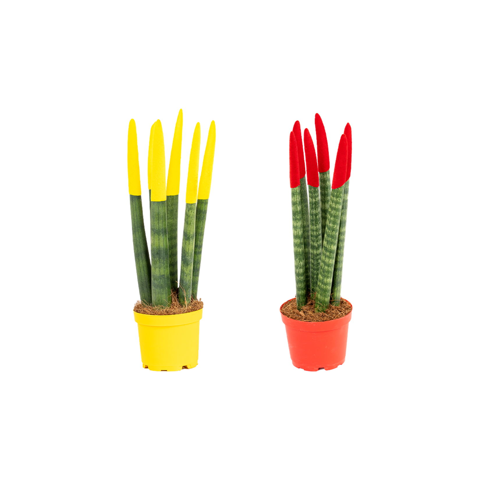 Renkli Sanseveria - Görsel 2