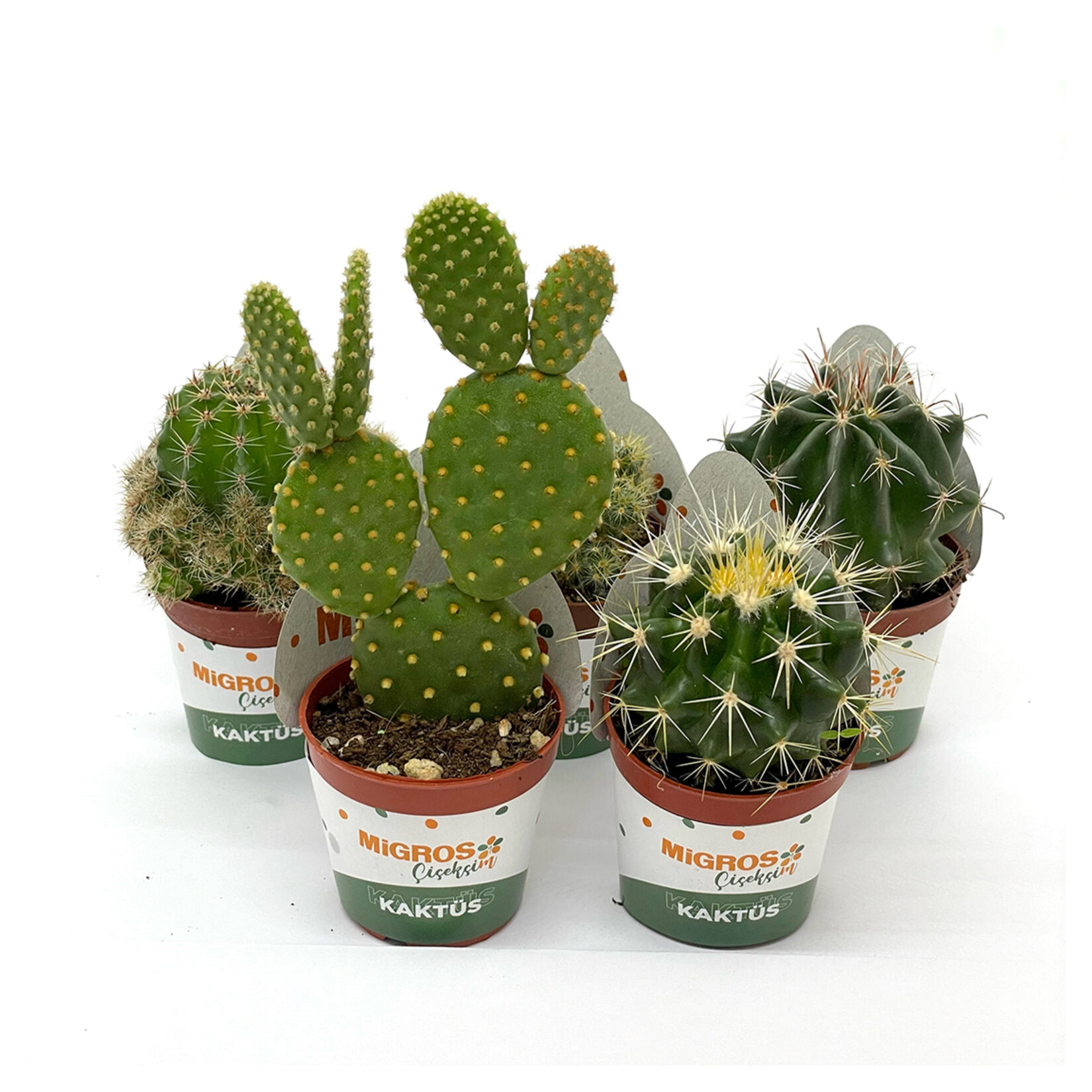 Ecoplant Kaktüs Mix Q5,5