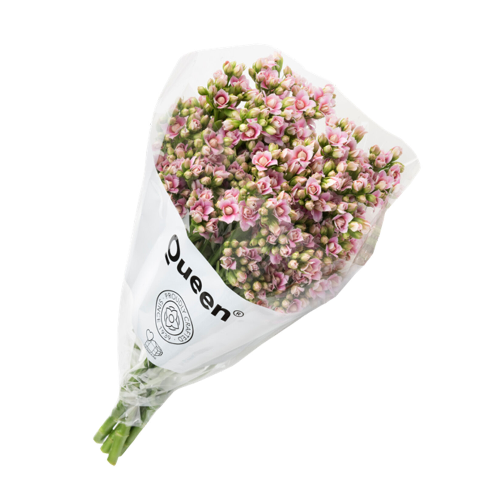 Queen Kalanchoe Demeti 3'lü - Görsel 4