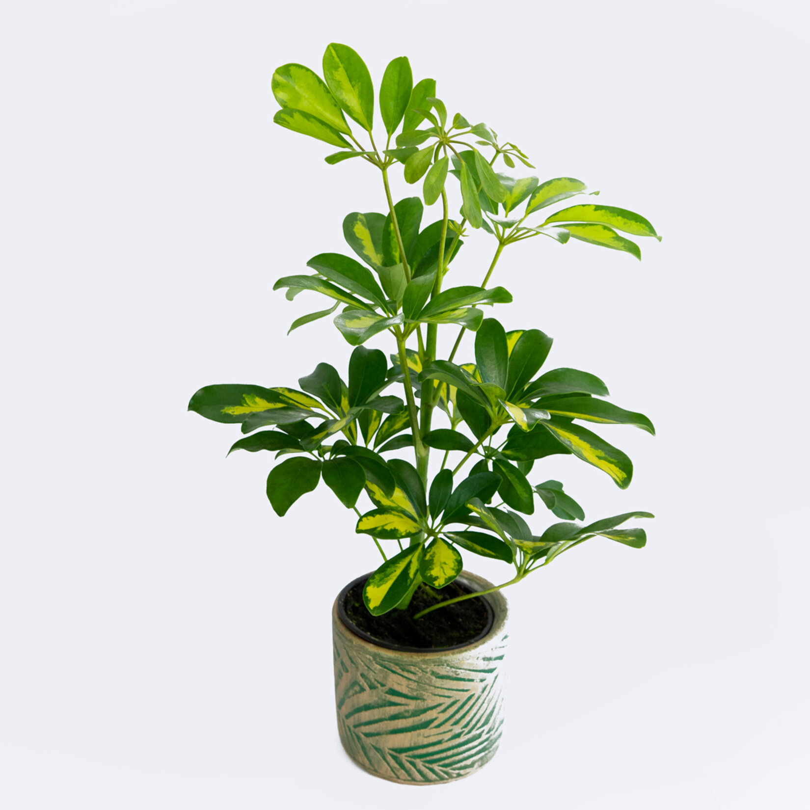 Premium Schefflera