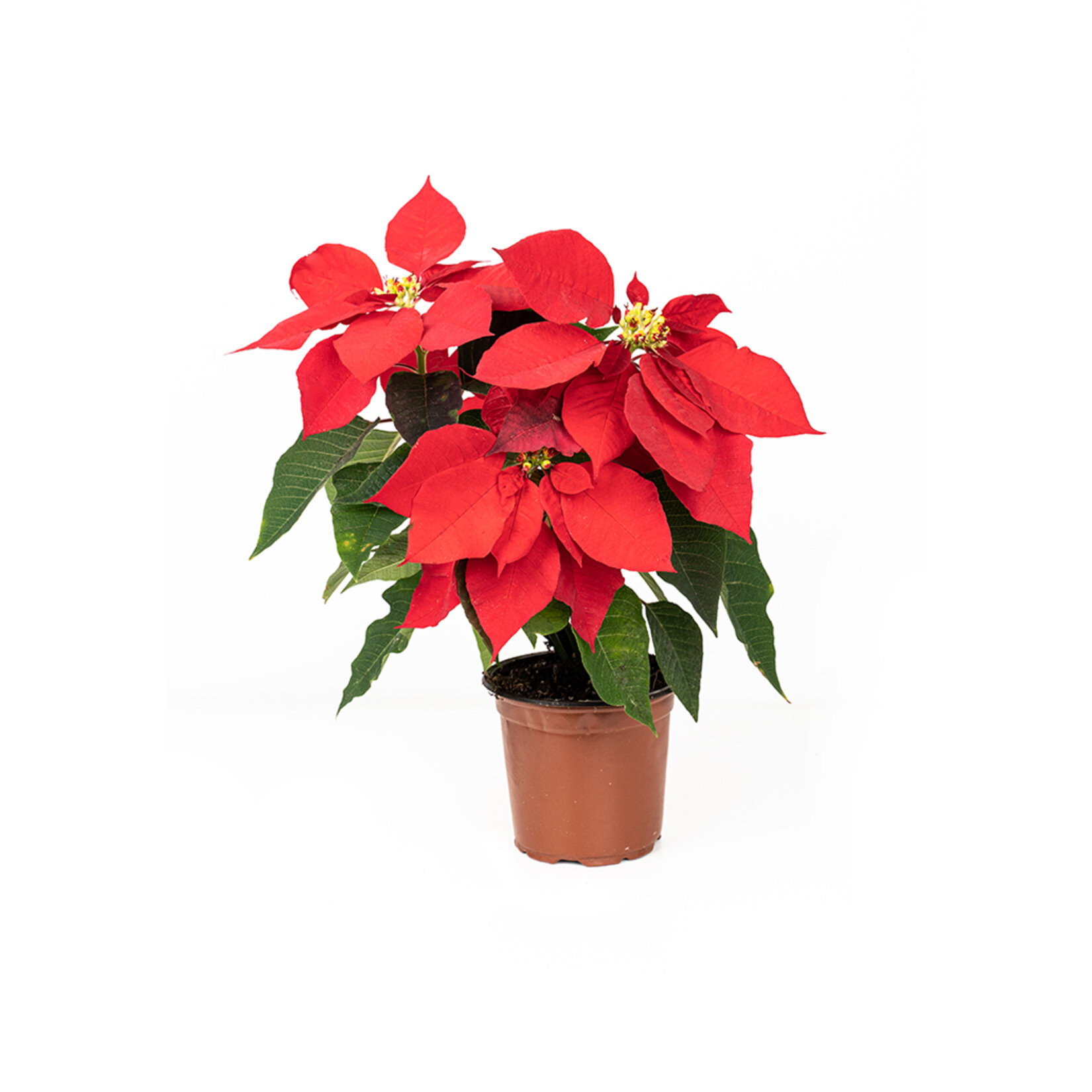 Atatürk Çiçeği (Poinsetia) Q14