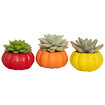 Balkabağı Succulent Mıx Q5,5 - Görsel 1