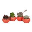 Balkabağı Succulent Mıx Q5,5 - Görsel 2