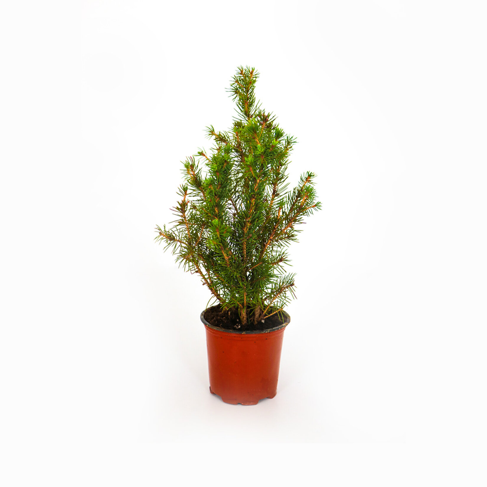 Picea