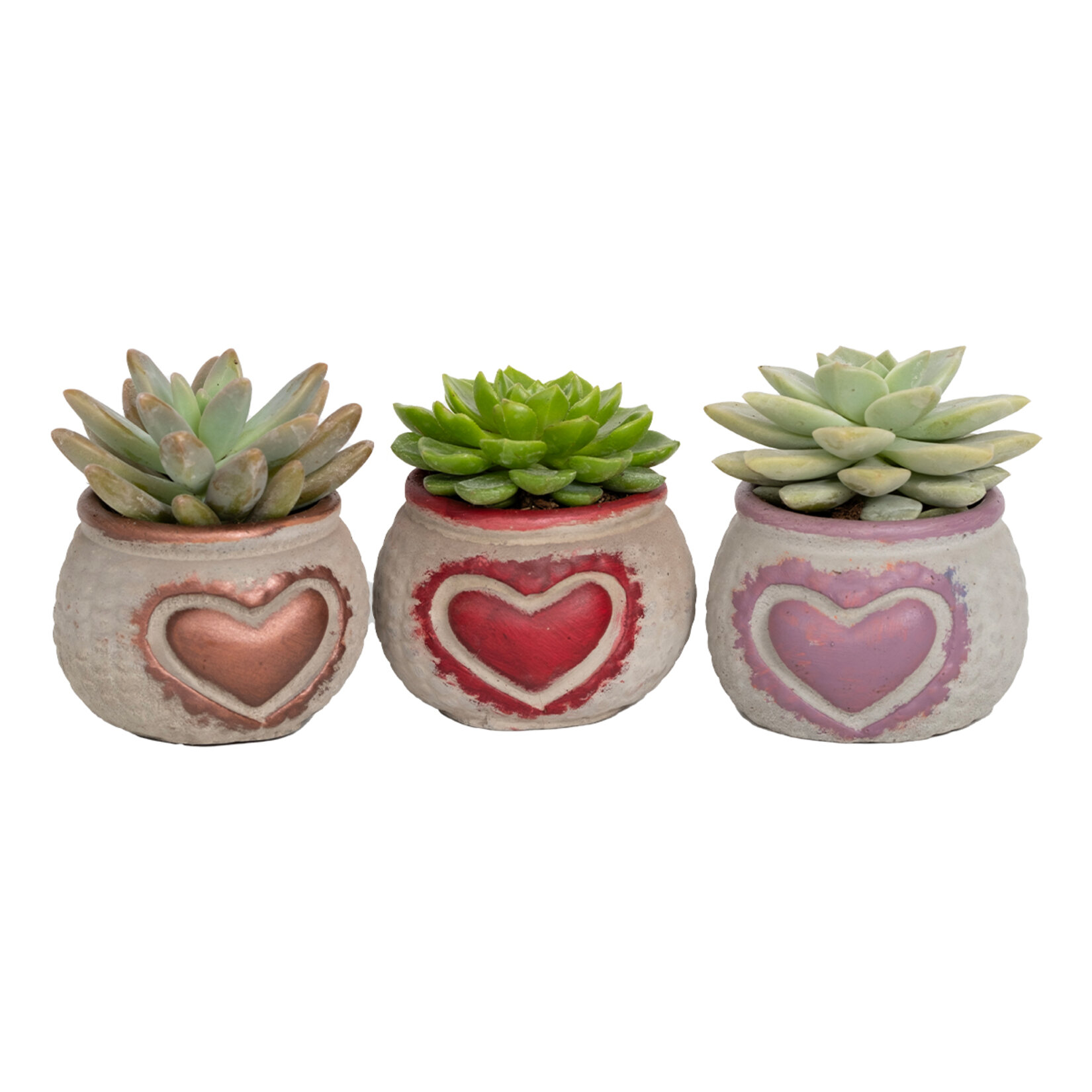 Amor Succulent Mix