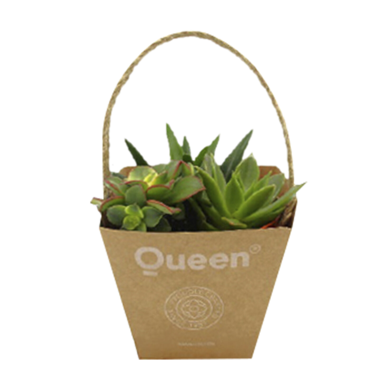  Creations - Trio Large