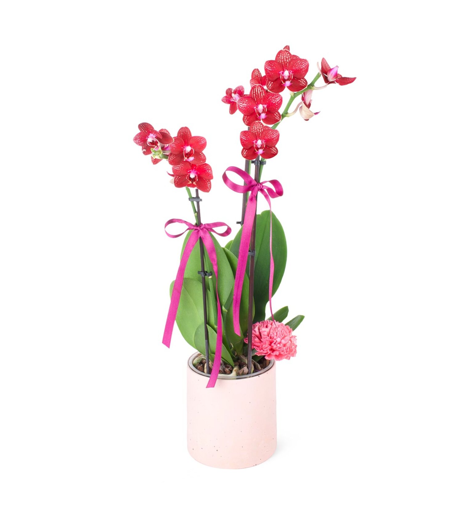 Nema Phalaenopsis 2T Multi Midi Kırçıllı Mürdüm Ar