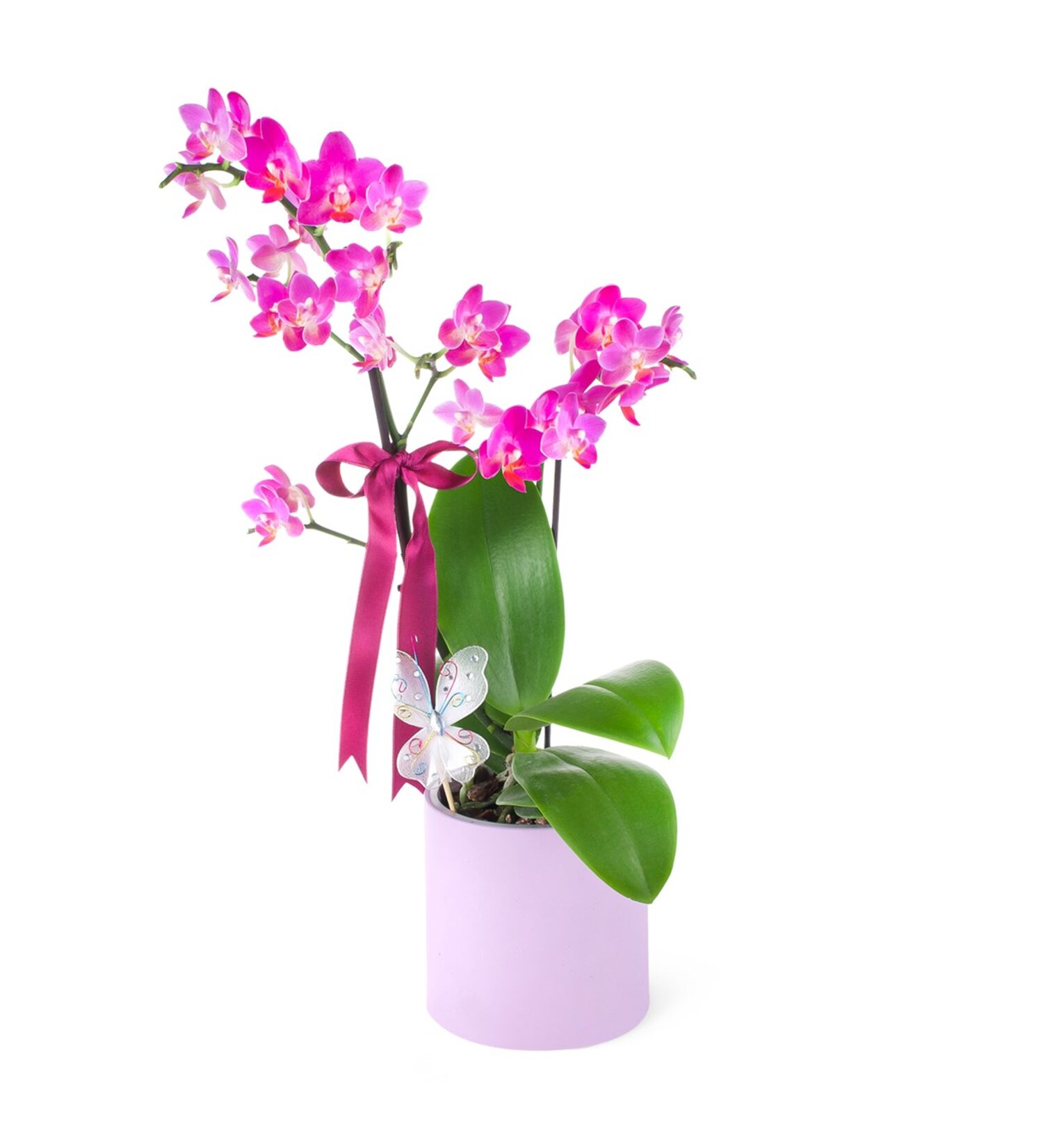 Nema Phalaenopsis 2T New Multi Midi Fuşya Arj 12Cm