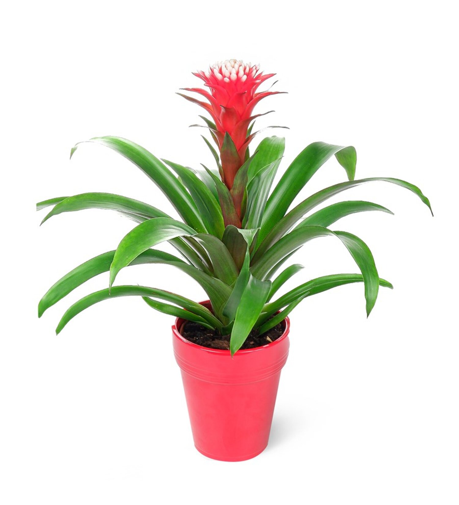 Nema Guzmania Confetti 13 Cm