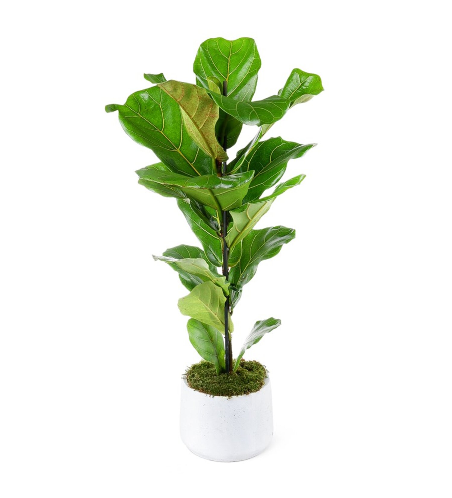 Nema Ficus Lyrata Terracota Saksılı 12Cm