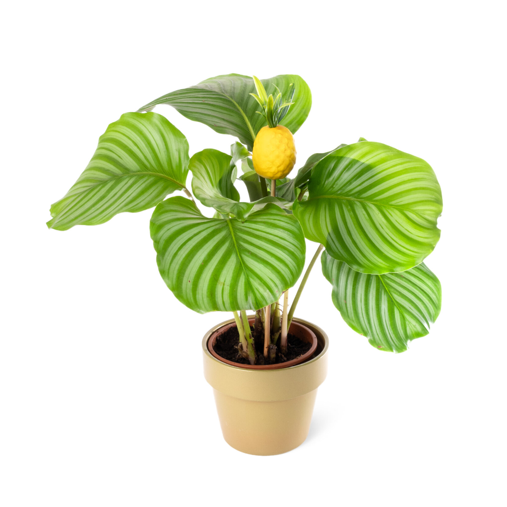 Nema Calathea Orbifolia Arj 12 Cm