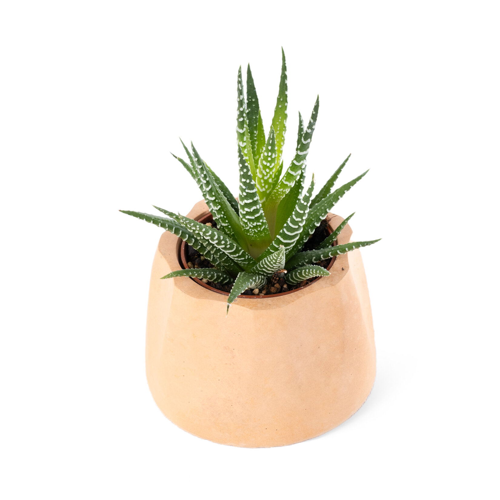 Nema Haworthia Zebrina Aranjman 5.5 Cm