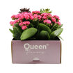 Mystery Garden Kalanchoe Q20 - Görsel 2