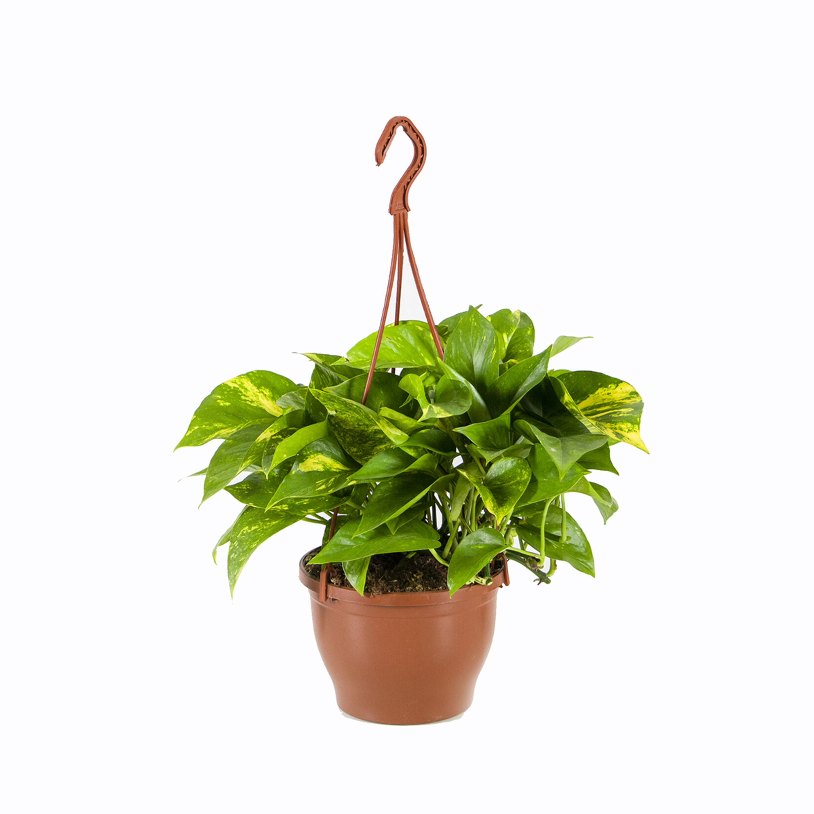 Sarmaşık (Patos Askılı)