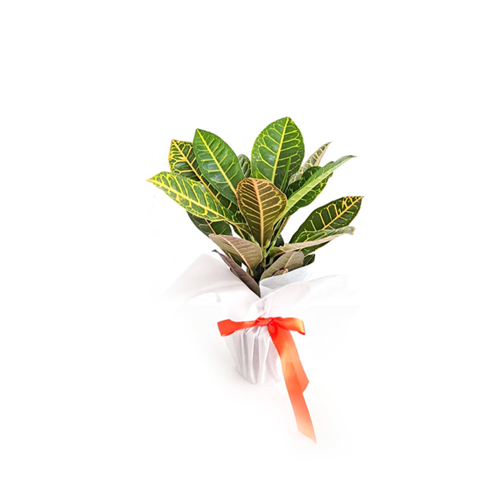 Süslü Saksıda Craton