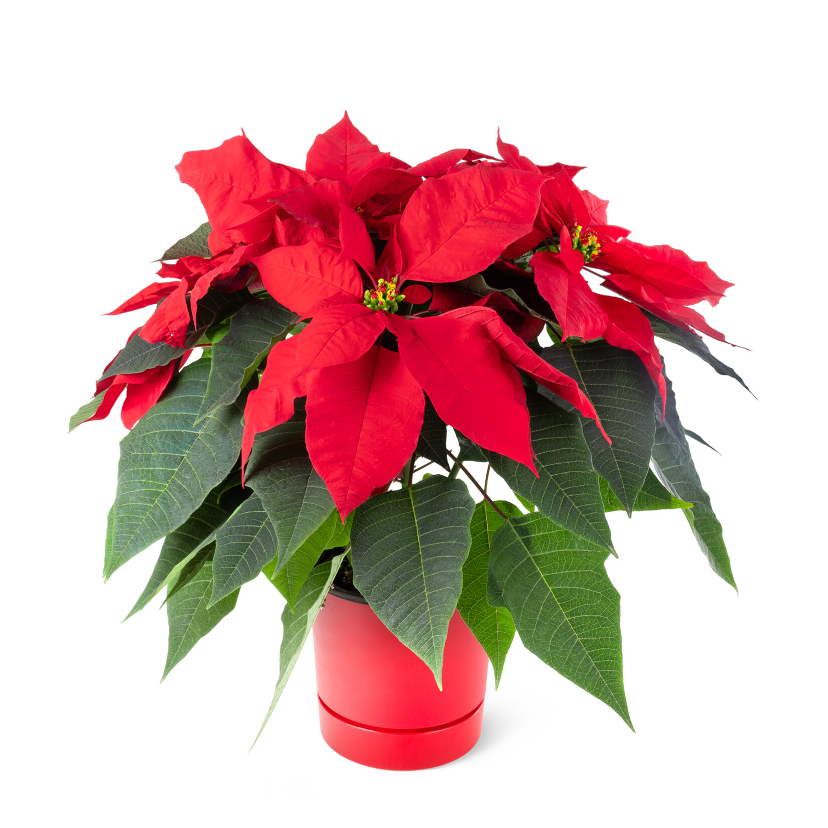 Nema Atatürk Çiçeği