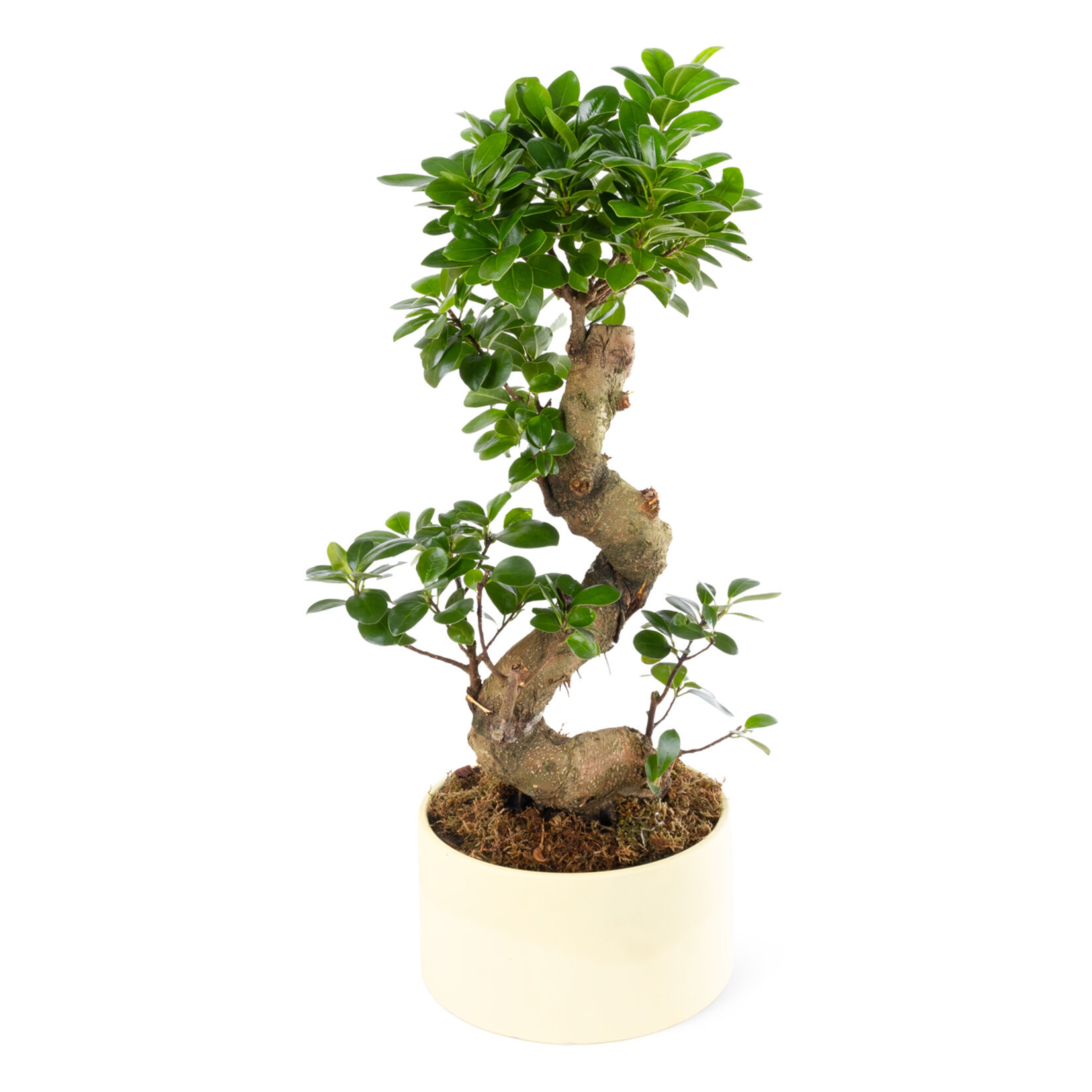 Nema Bonsai - Ficus Ginseng Aranjman