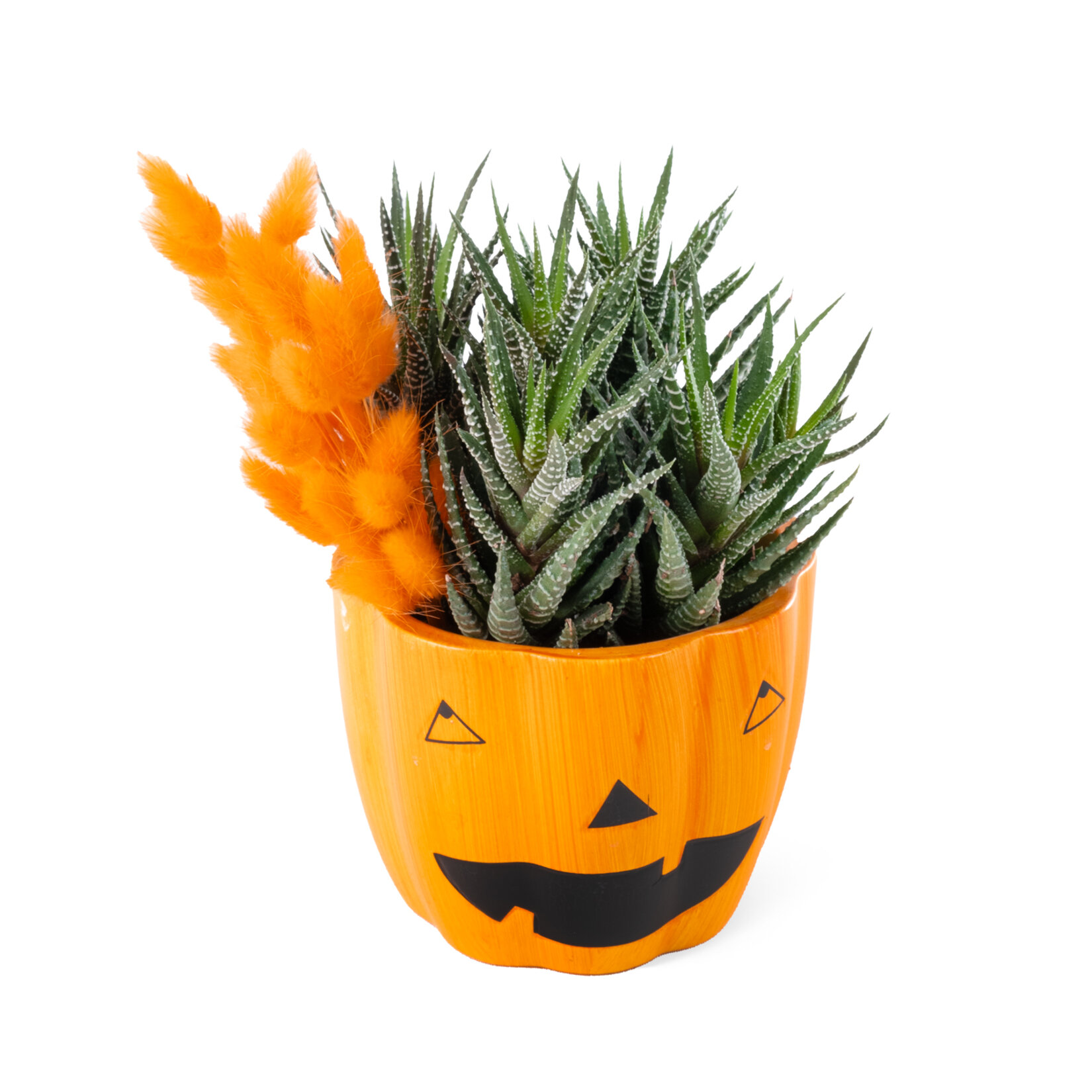 Nema Halloween Howarthia Aranjman 10Cm