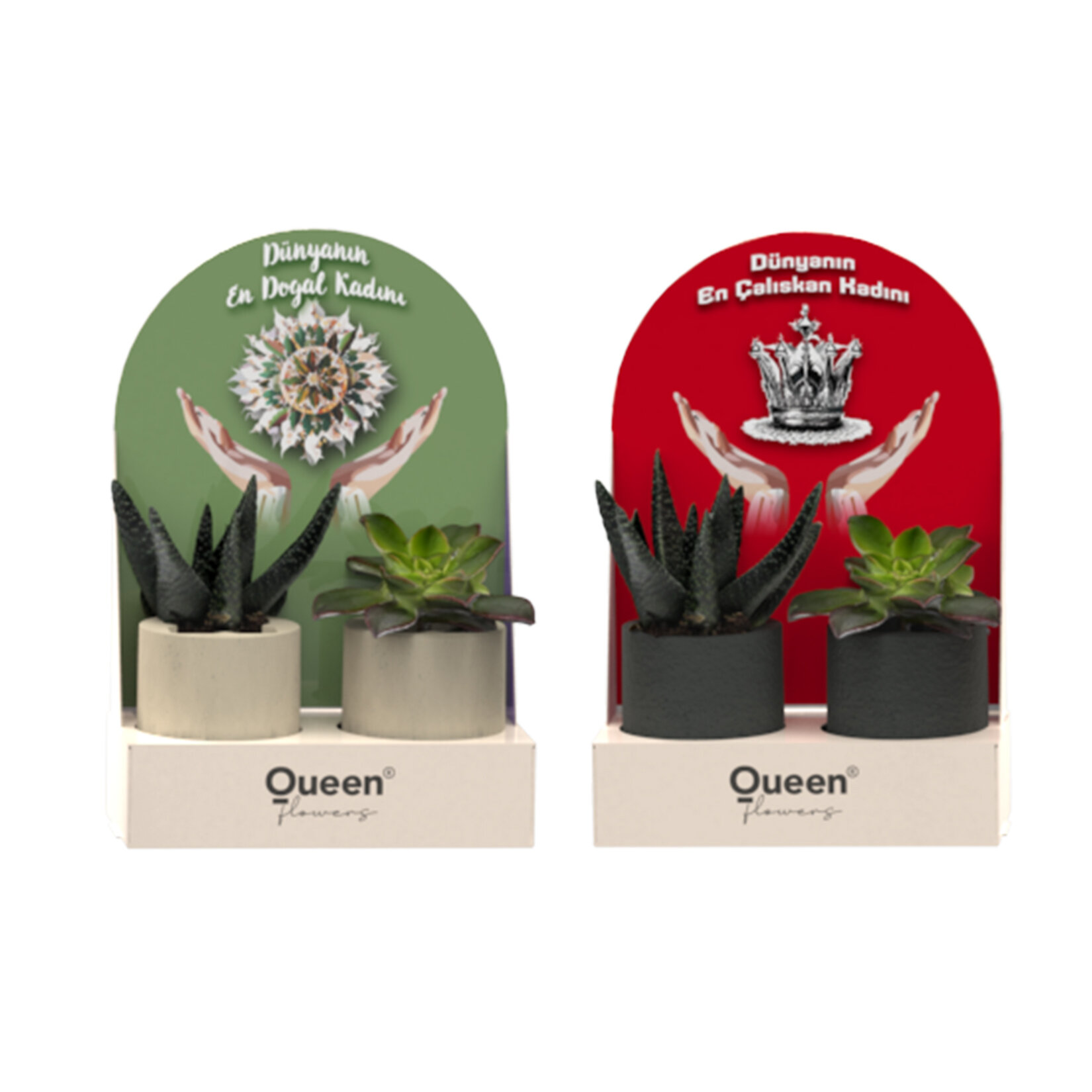 Creations - 2 Pack Beton Saksılı Succulent - Migros