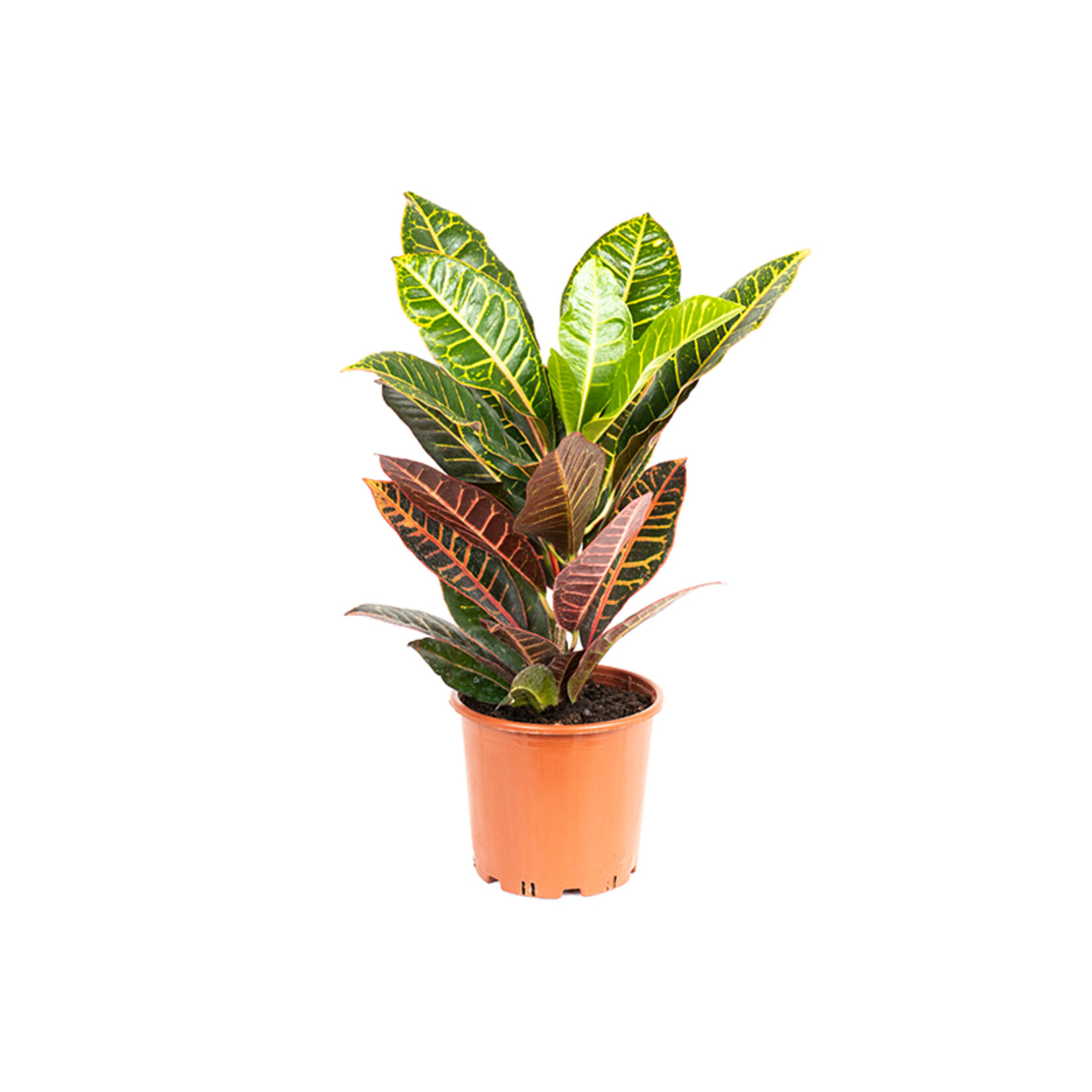 Craton Petra Büyük