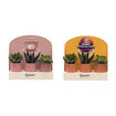  Creations - 3 Pack Beton Saksılı Succulent - Görsel 1