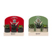  Creations - 3 Pack Beton Saksılı Succulent - Görsel 2