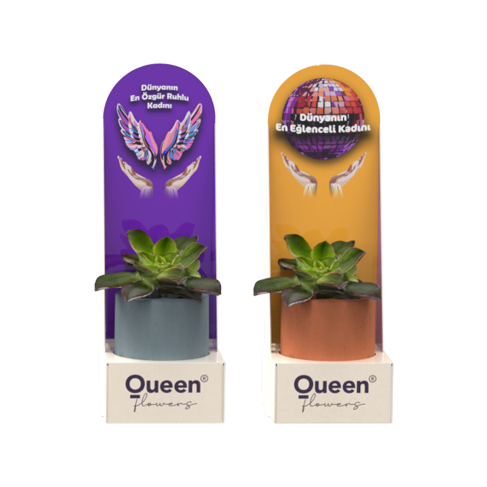 Creations - 1 Pack Beton Saksılı Succulent - Görsel 1