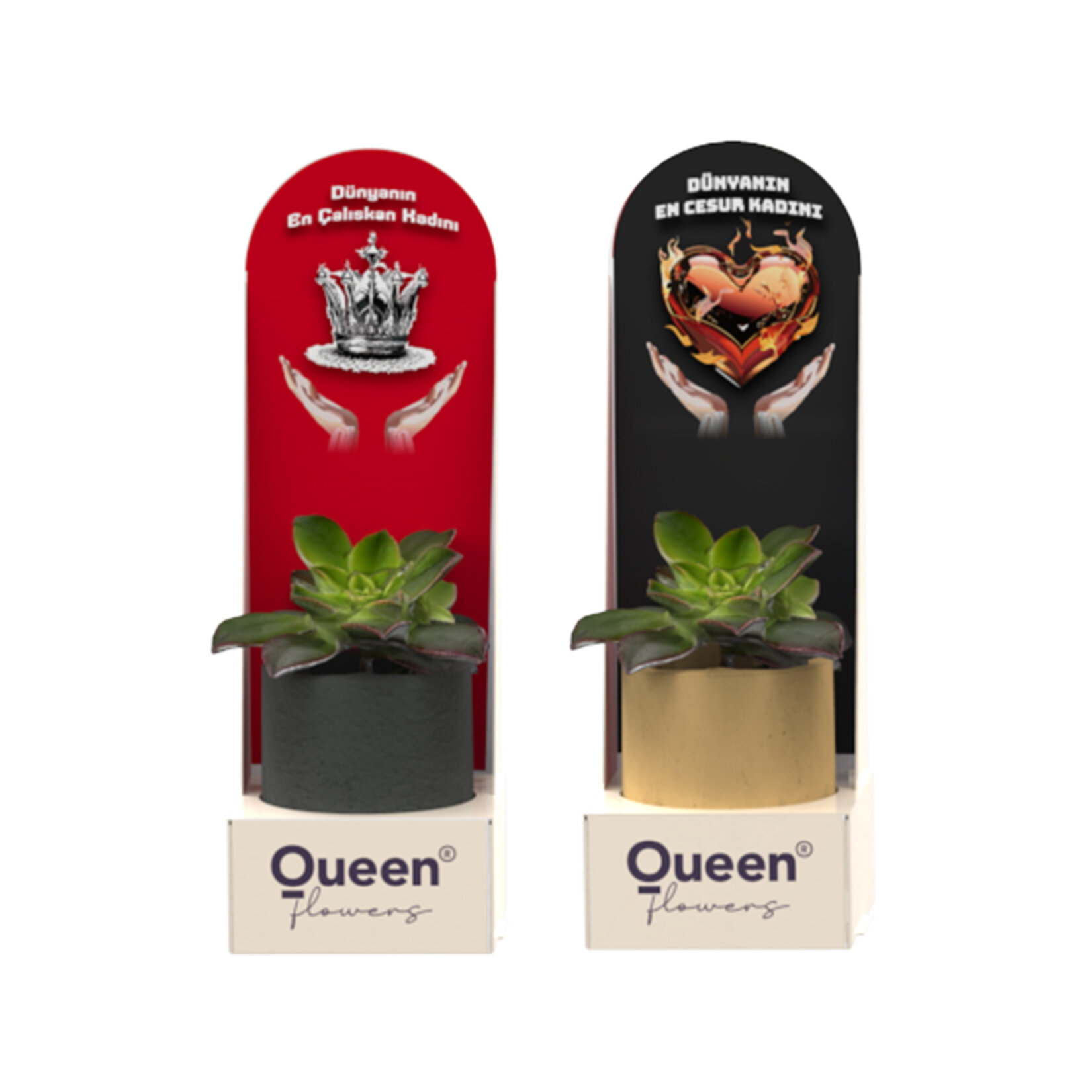 Creations - 1 Pack Beton Saksılı Succulent - Görsel 3