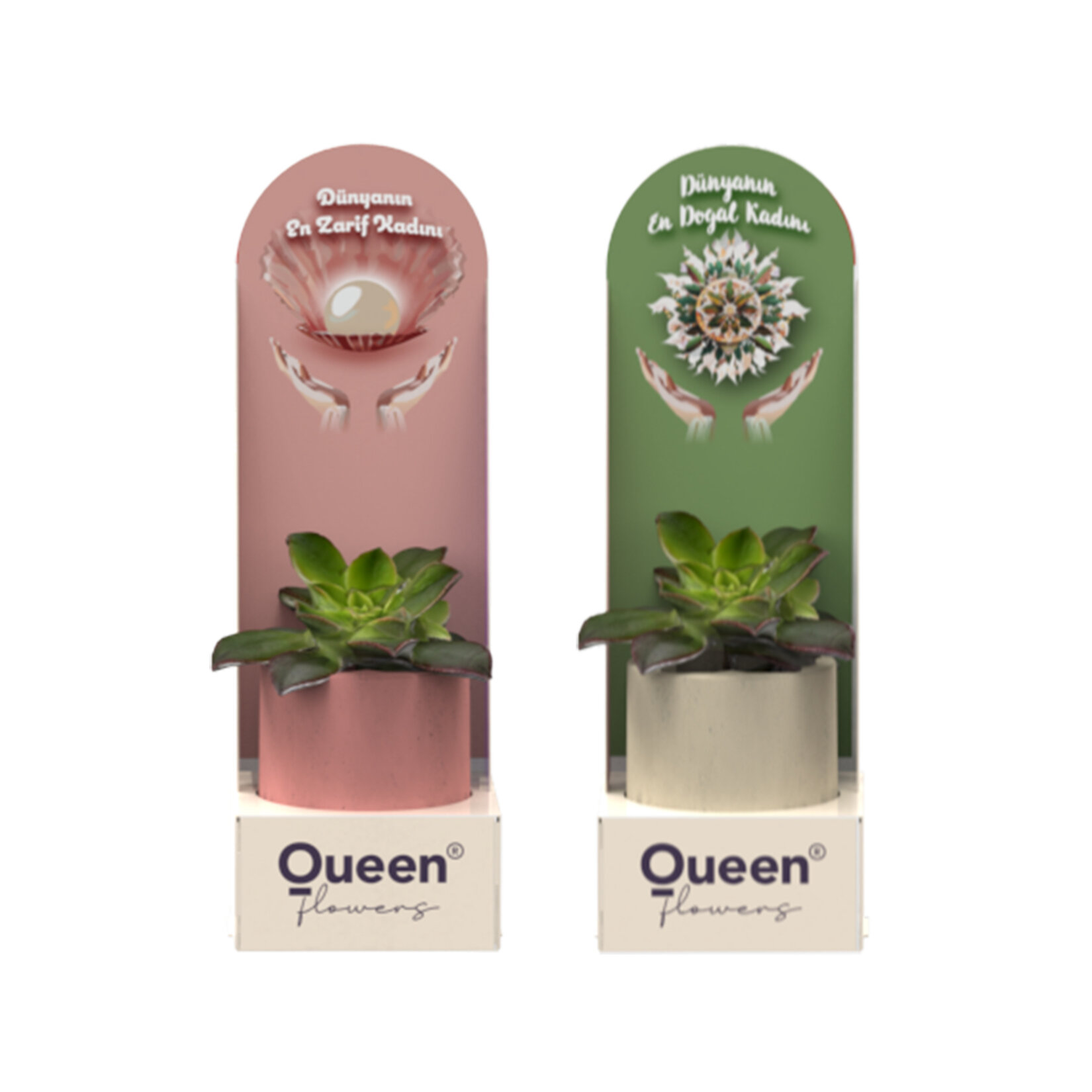 Creations - 1 Pack Beton Saksılı Succulent - Görsel 2