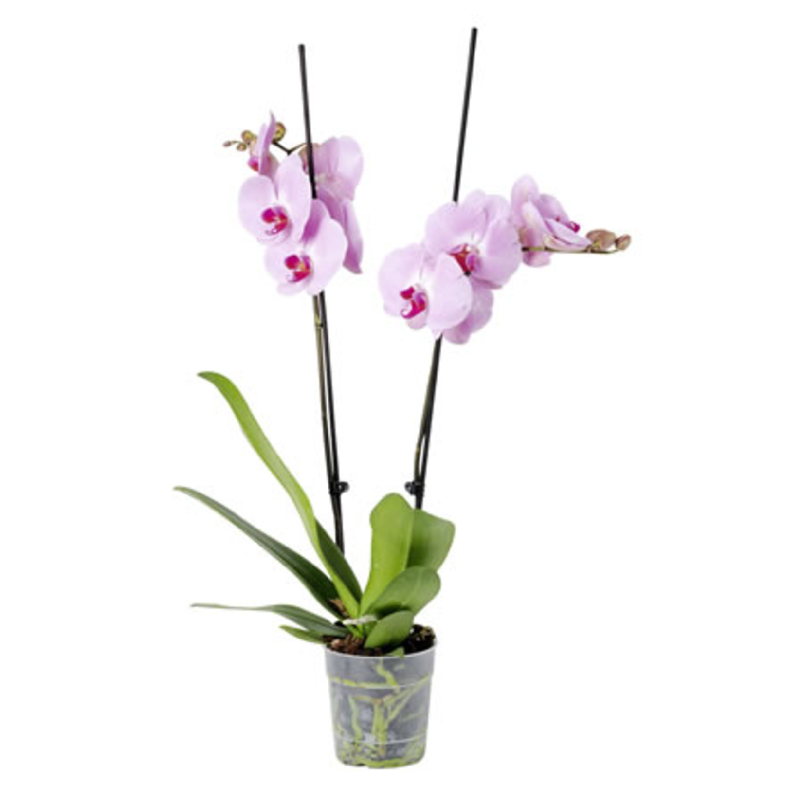 Orkide Çift Dal Q12