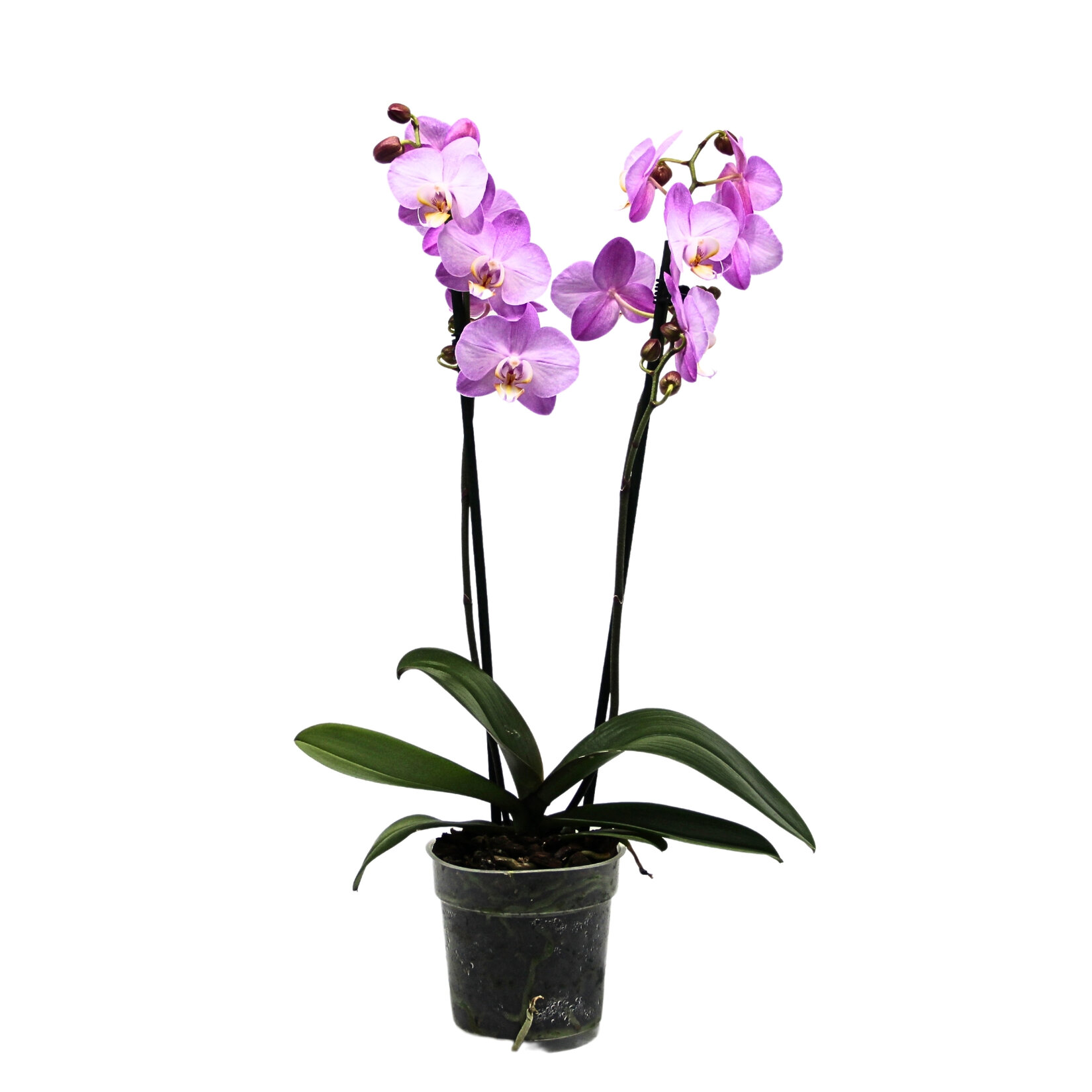  Orkide Mix - Görsel 1