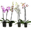  Orkide Mix - Görsel 5