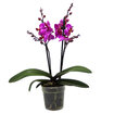  Orkide Mix - Görsel 2