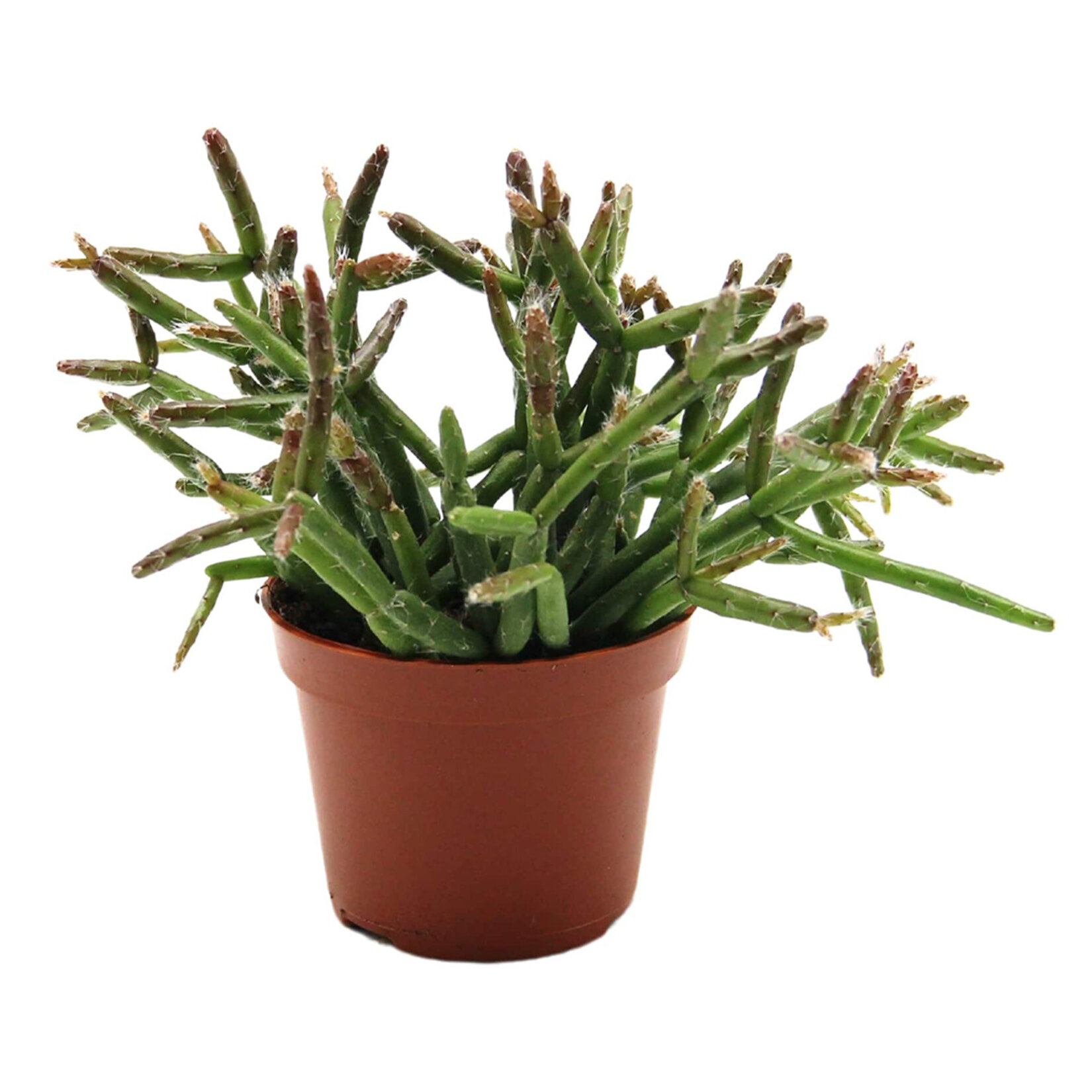  Rhipsalis Q5,5 - Görsel 1