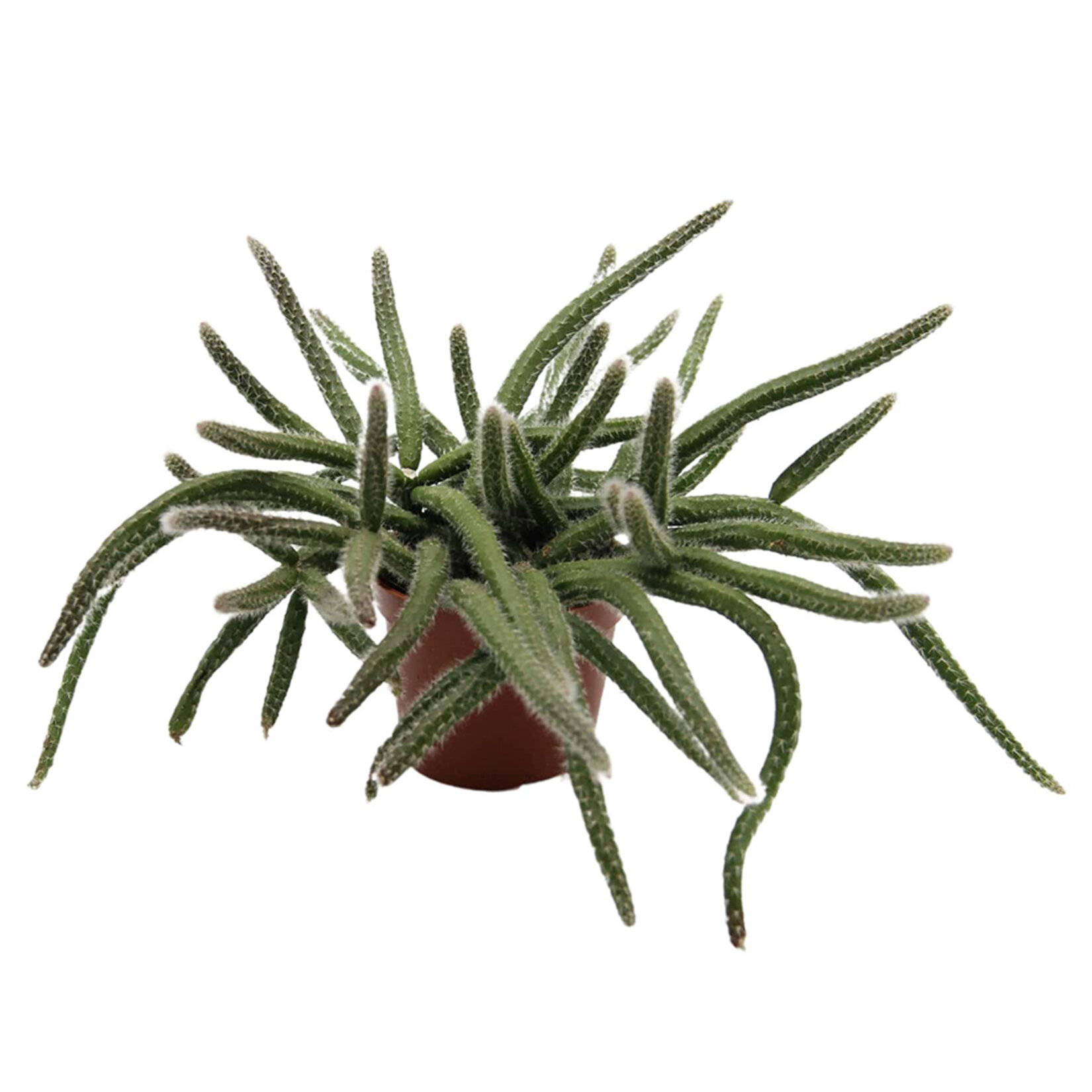  Rhipsalis Q5,5 - Görsel 4