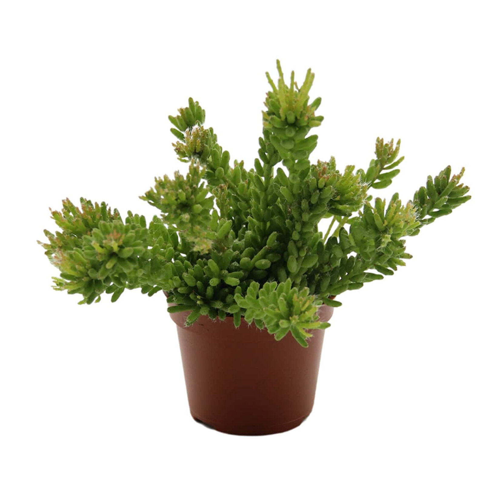  Rhipsalis Q5,5 - Görsel 5