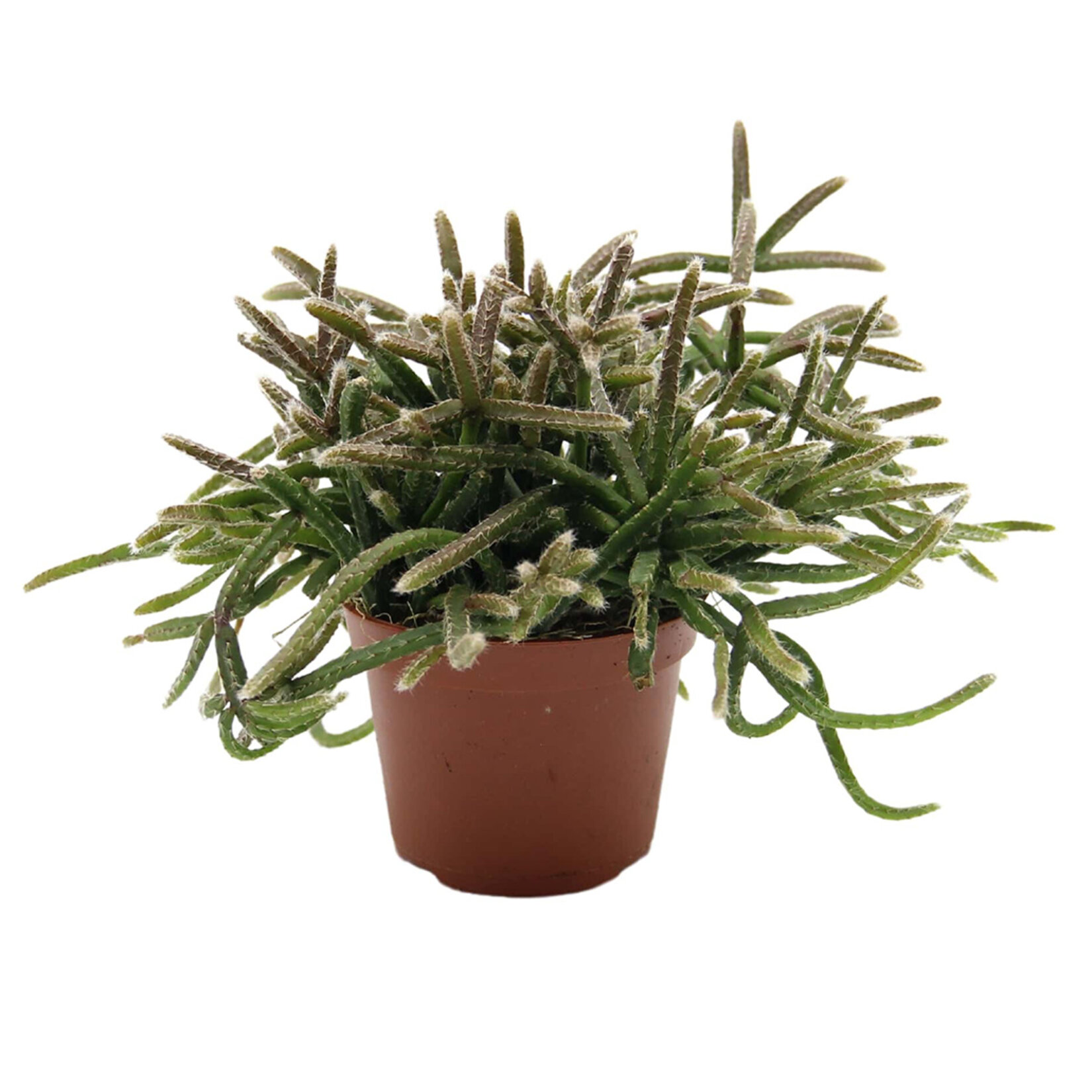  Rhipsalis Q5,5 - Görsel 2