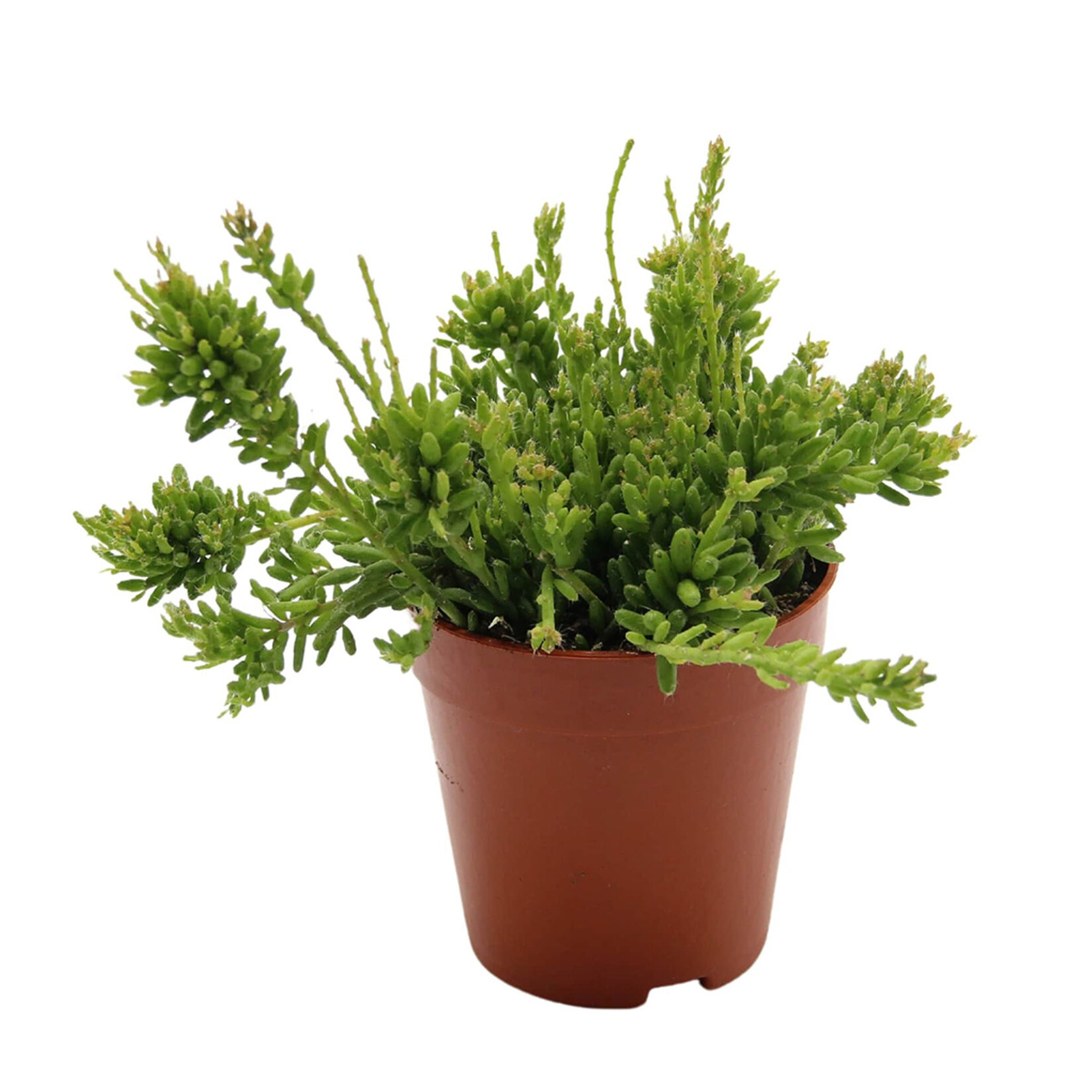  Rhipsalis Q8,5 - Görsel 1