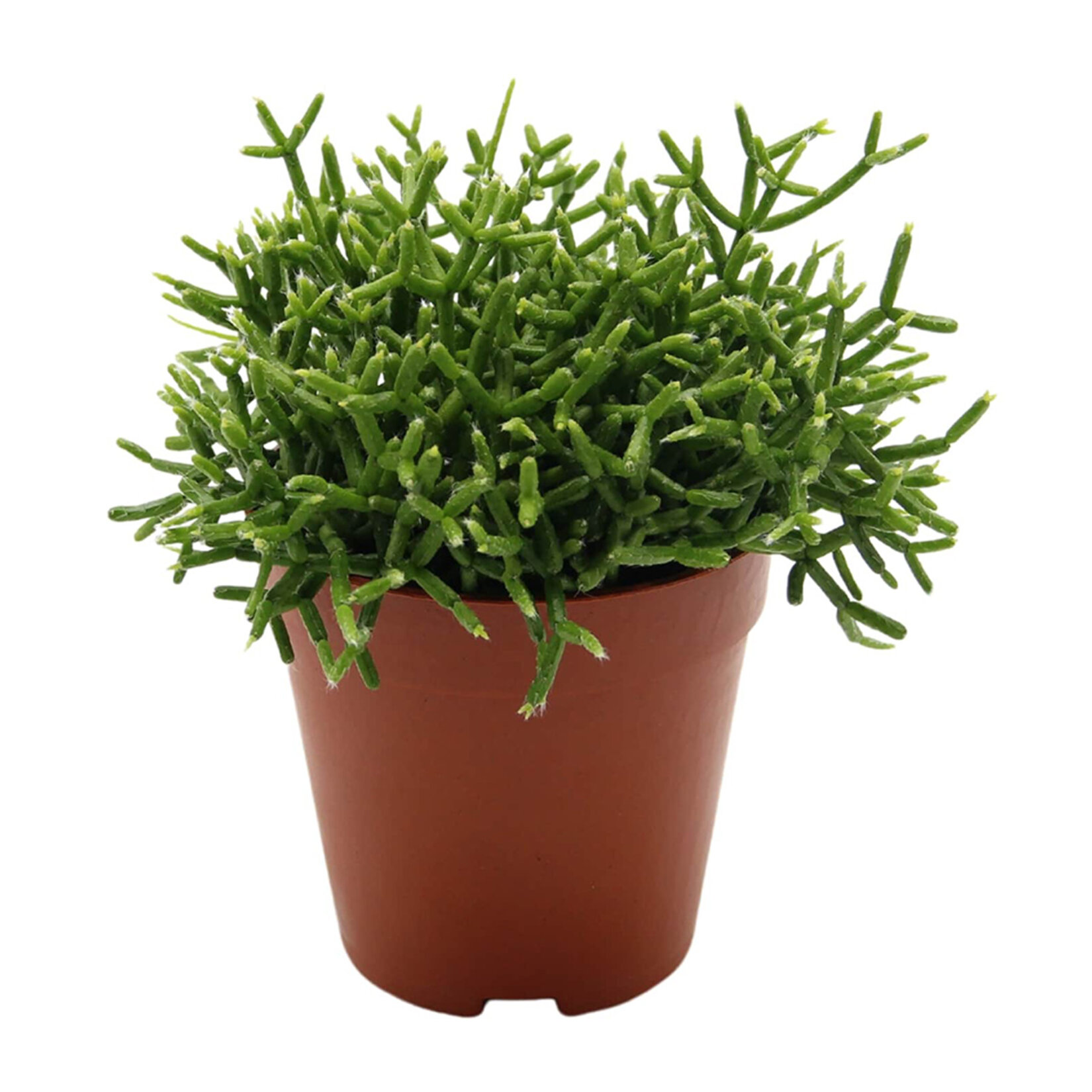  Rhipsalis Q8,5 - Görsel 3