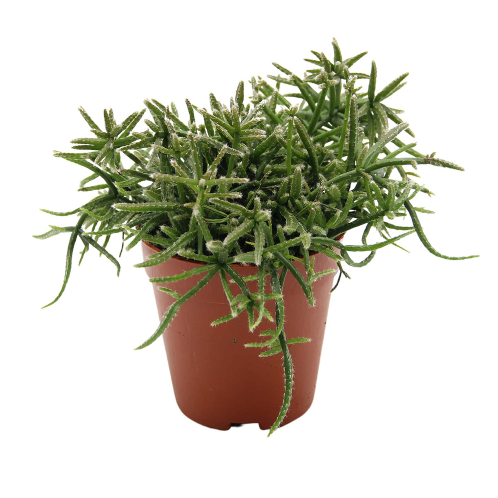  Rhipsalis Q8,5 - Görsel 4