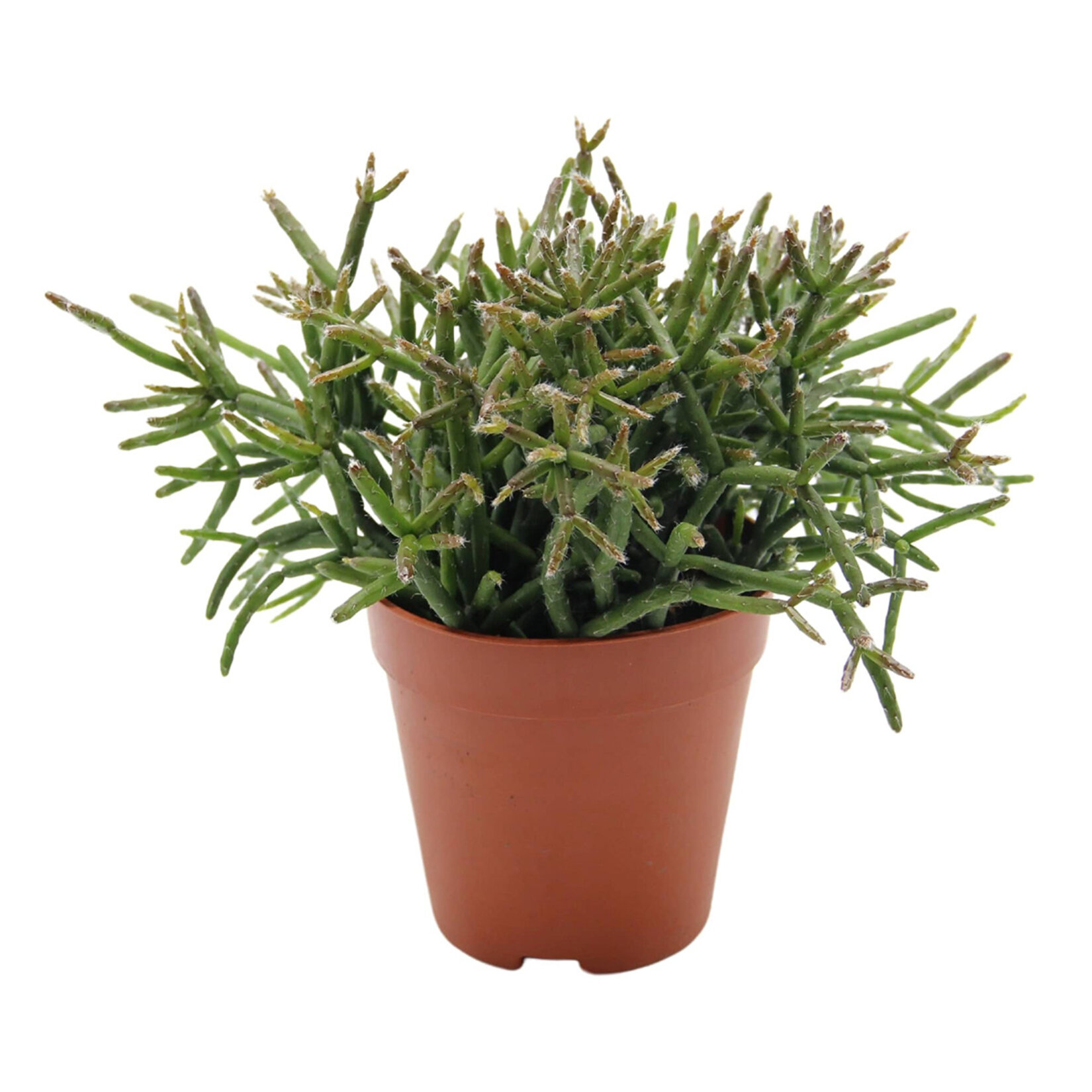  Rhipsalis Q8,5 - Görsel 5