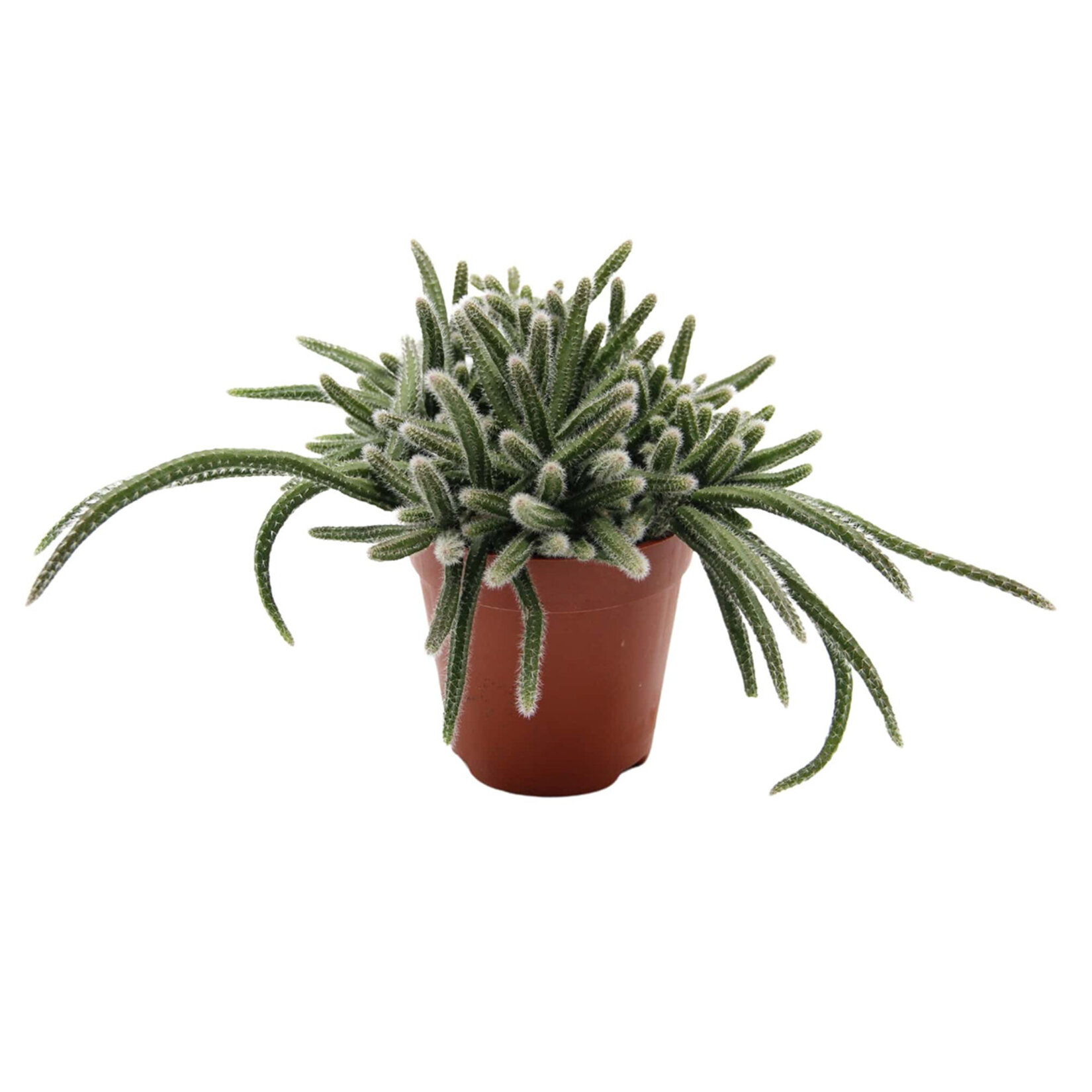  Rhipsalis Q8,5 - Görsel 2