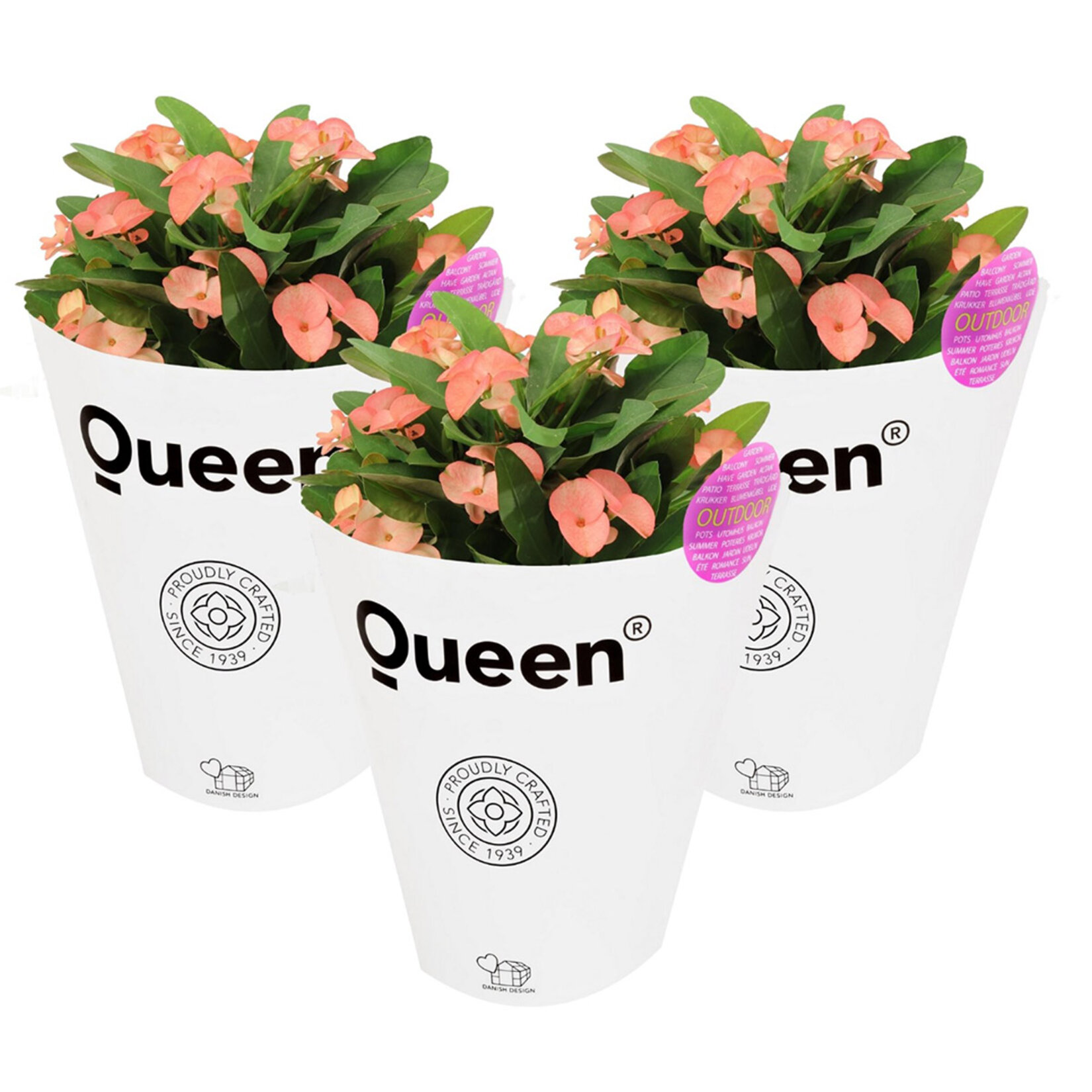  Euphorbia Milii Q21